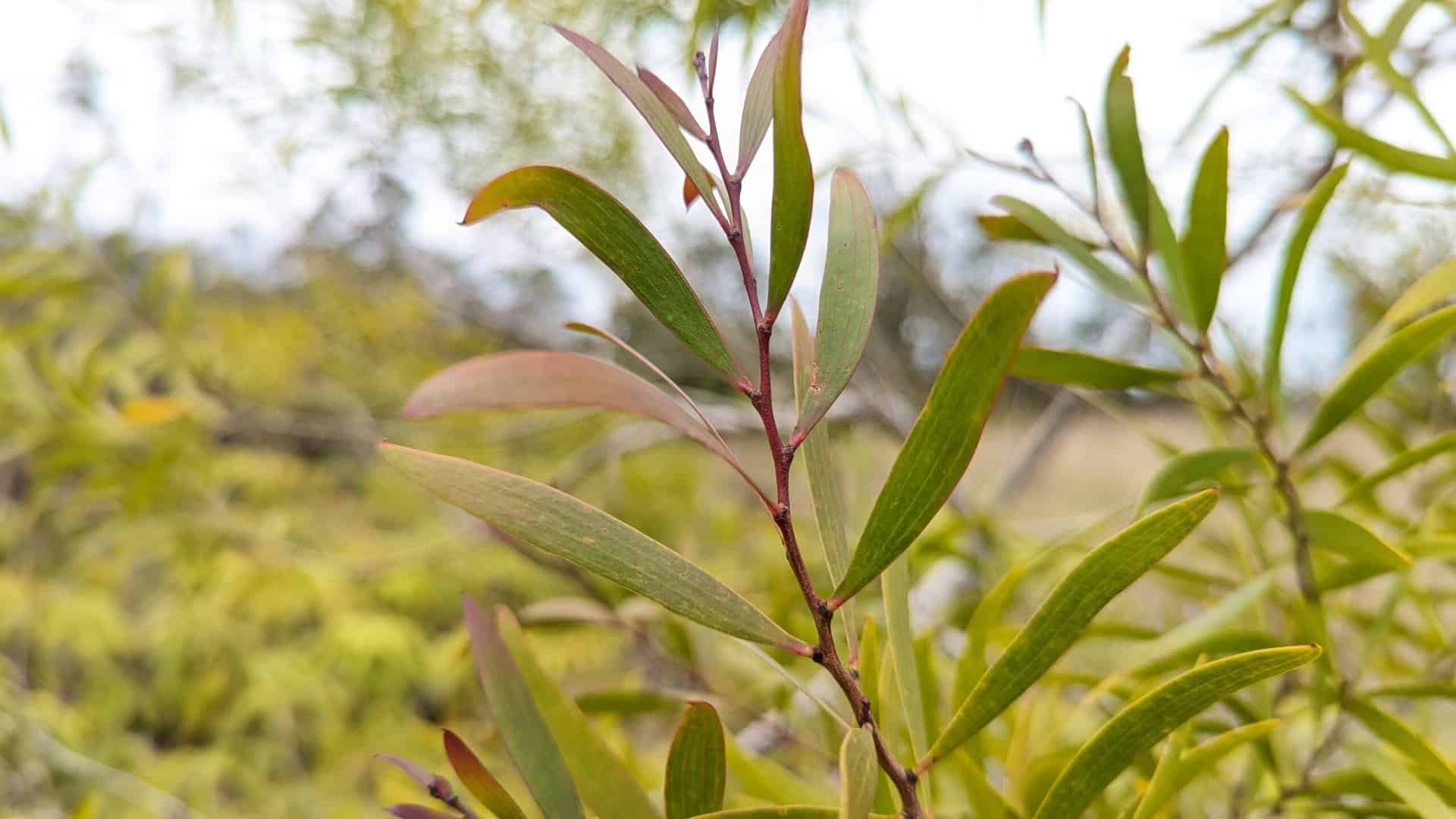 sapling koa acacia phyllodes